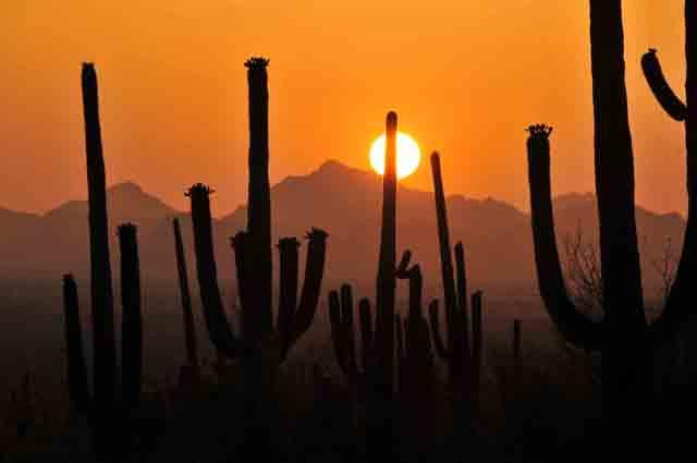 Galeria USA - Park Narodowy Kaktusów Saguaro, obrazek 14