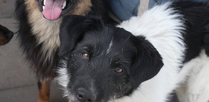 Pieski Omo i Persil zaprzyjaźniły się w gdańskim schronisku