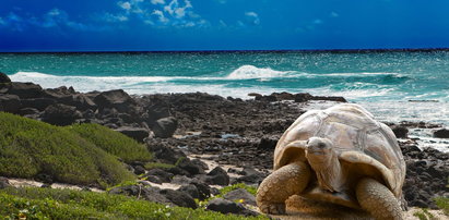 Zuchwała kradzież. Zniknęły żółwie z Galapagos
