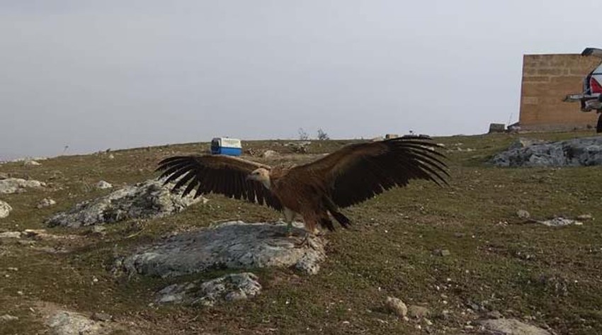 Beloglavi sup Dobrila