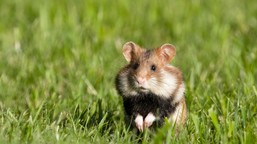 wybrano zwierzę roku 2026. mały gryzoń nokautuje wilka i rysia