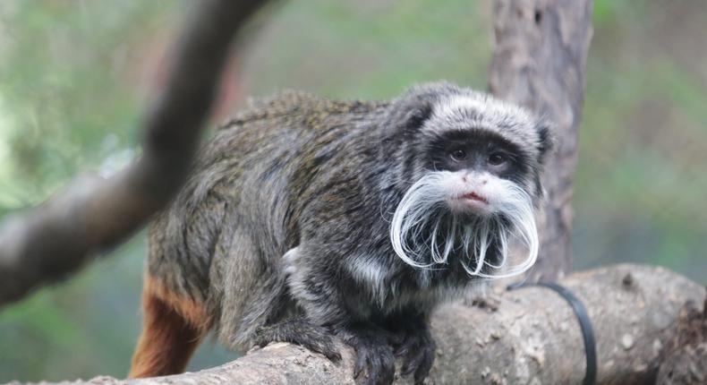 One of the Dallas Zoo's emperor tamarin monkeys.Courtesy Dallas Zoo