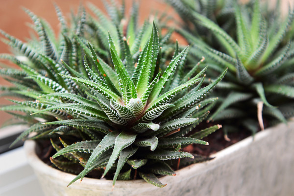 Aloes