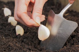 Ovog proleća OBAVEZNO posadite BELI LUK u svojoj bašti: Tako se najiskusniji profesionalni BAŠTOVANI bore protiv ovih ŠTETOČINA