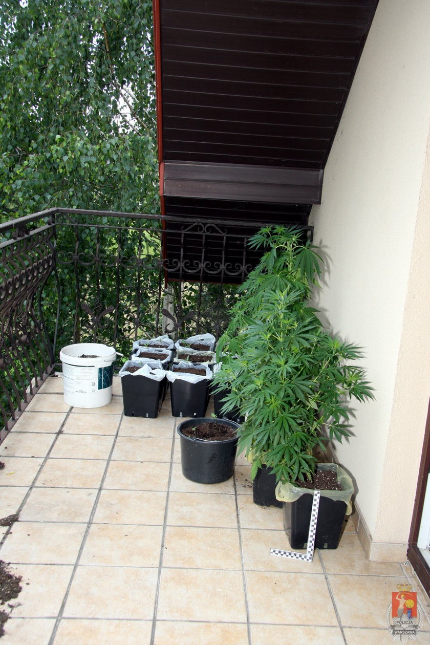 Rafał D. uprawiał marihuanę na balkonie