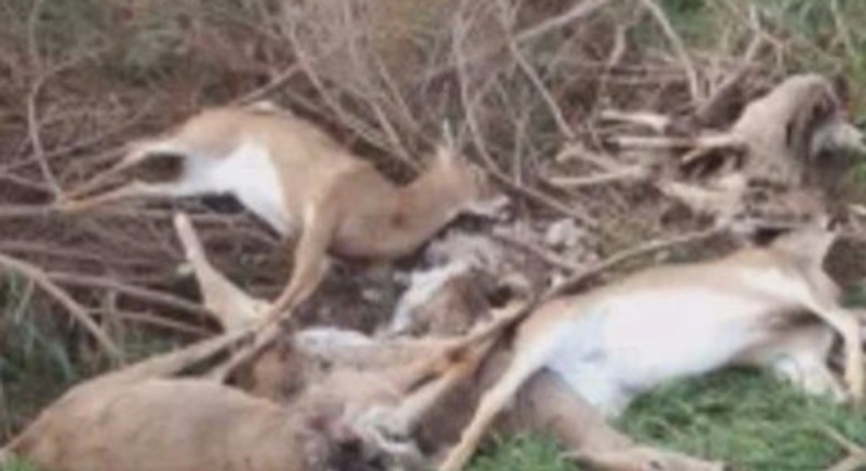 Carcass of deer found in Michigan.