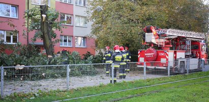 Lipa pochyliła się na ul. Limanowskiego. Zablokowała ruch