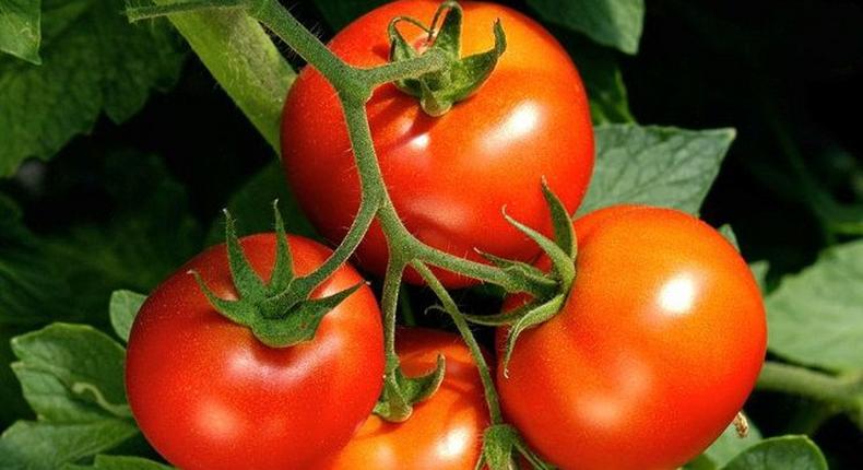 Tomatoes