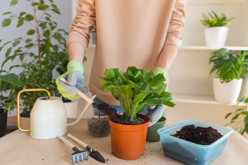 A,Florist,Girl,In,Gloves,On,A,Table,Transplants,A