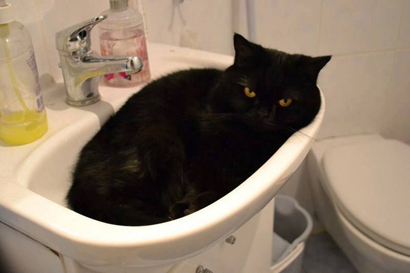 Znów kot w umywalce