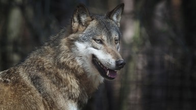 Podpoznańska gmina ostrzega mieszkańców przed wilkami