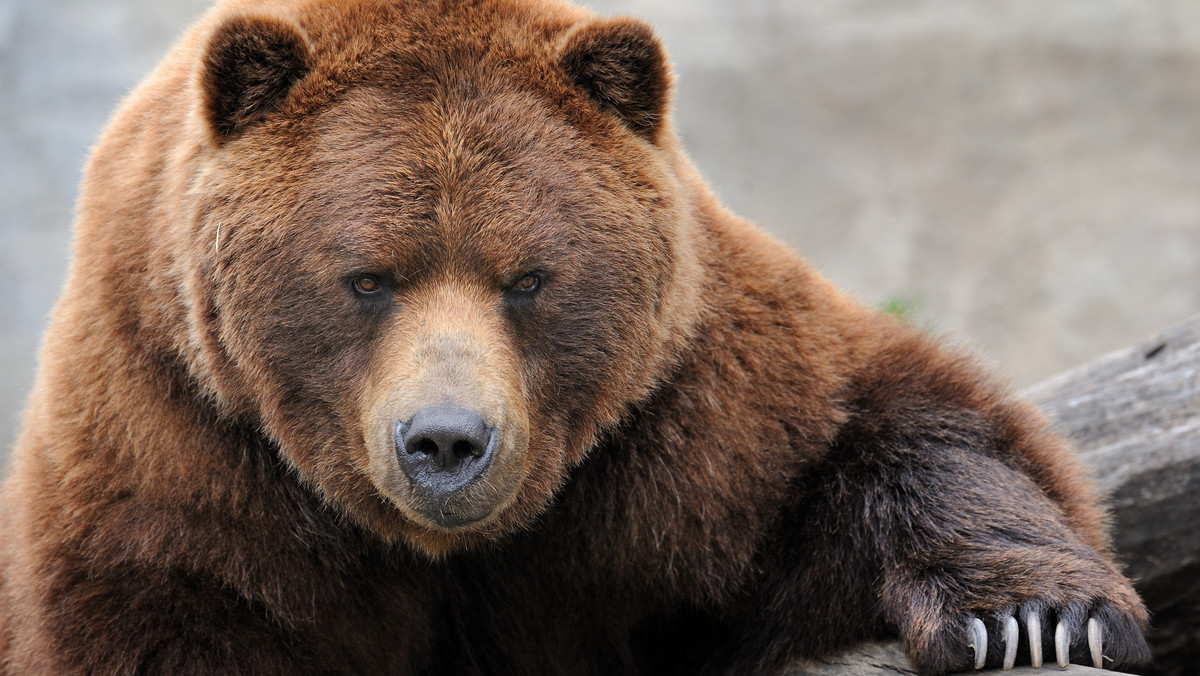 Blisko dziesięciokrotnie od początku lat 70. ubiegłego stulecia wzrosła liczebność niedźwiedzi na Podkarpaciu. - Obecnie żyje tutaj największa w Polsce populacja tych zwierząt – powiedział rzecznik Lasów Państwowych w Krośnie Edward Marszałek.