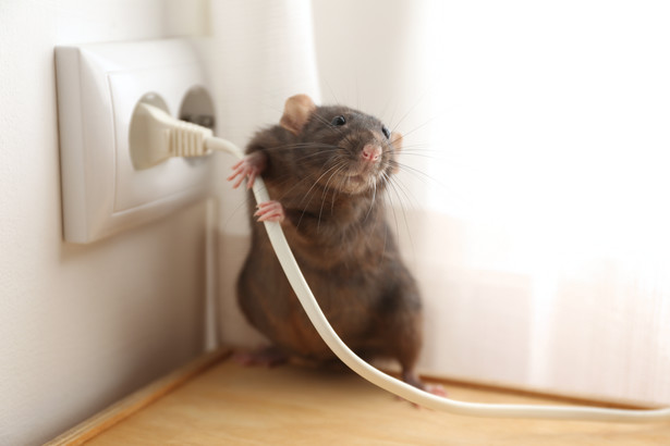 Sprawdzone sposoby na pozbycie się myszy i szczurów z domu