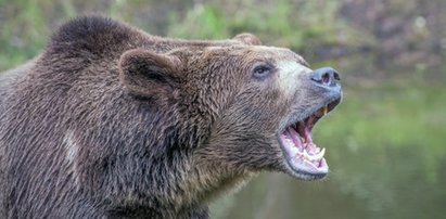 Niedźwiedź kontra myśliwy. To nie mogło się dobrze skończyć...