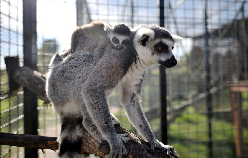 W zoo safari w Borysewie urodził się lemur