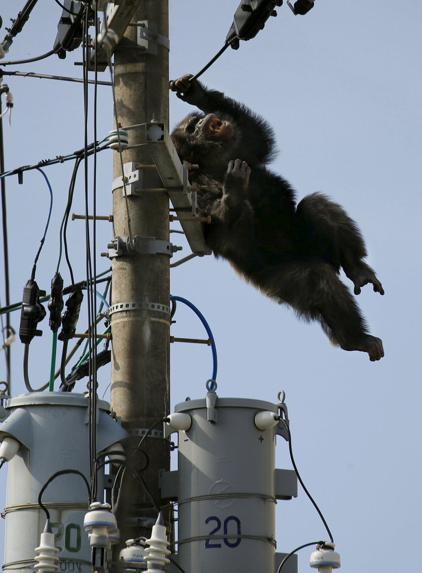 Szympans uciekł z zoo Yagiyama w Sendai