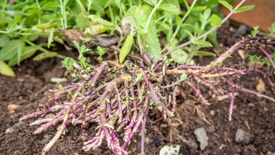 Tych roślin nie sadź w ogrodzie, bo szybko tego pożałujesz. Rozrastają się jak szalone
