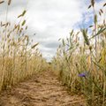 Susza wysuszy kieszenie rolników. Mniejsze zbiory zbóż uderzą w ich dochody