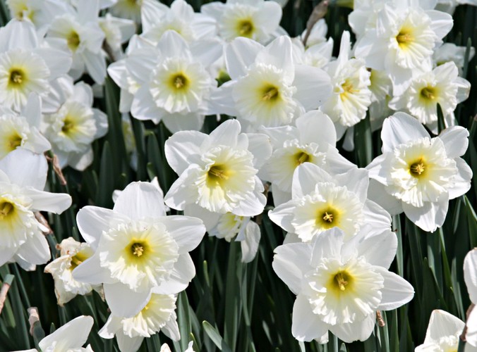 Żonkile nie tylko na rany