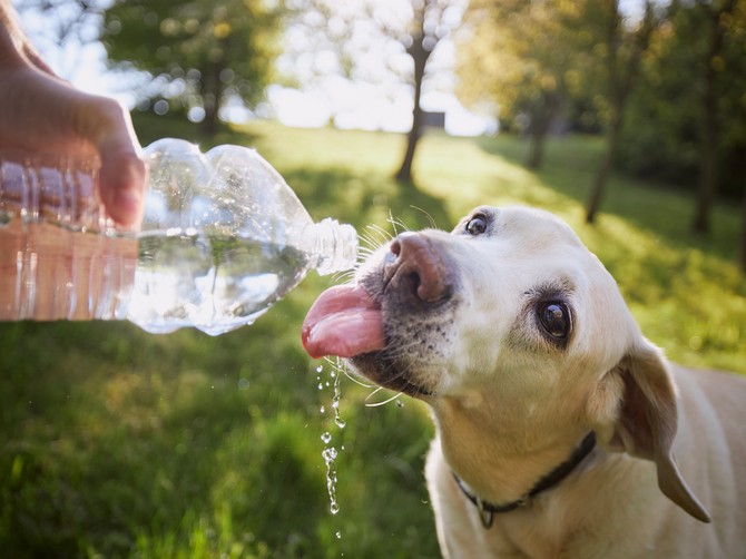 Veterinari upozoravaju: Ova greška tokom leta može ubiti psa za samo 15 minuta