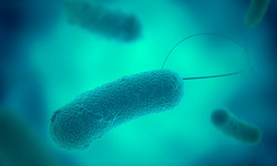Legionella - niebezpieczna bakteria. Objawy zakażenia chorobą legionistów