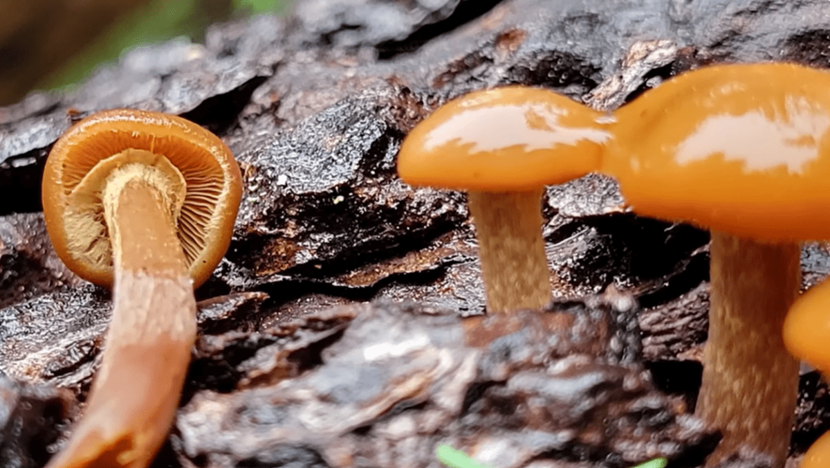 Galerina marginata (Kapucňovka okrovohnedastá).