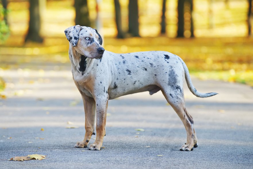 Catahoula leopard dog to pies o niezwykłym umaszczeniu -  Eudyptula/stock.adobe.com