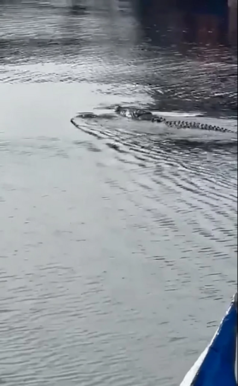 Krokodil koji je ubio dečaka u Indoneziji