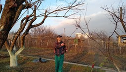 Miedzian 50 WP: jak i kiedy stosować? Co można pryskać miedzianem?