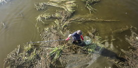 Odrażający odór, setki padniętych ryb. To, co zrobili wędkarze nad Odrą, zasługuje na największy szacunek