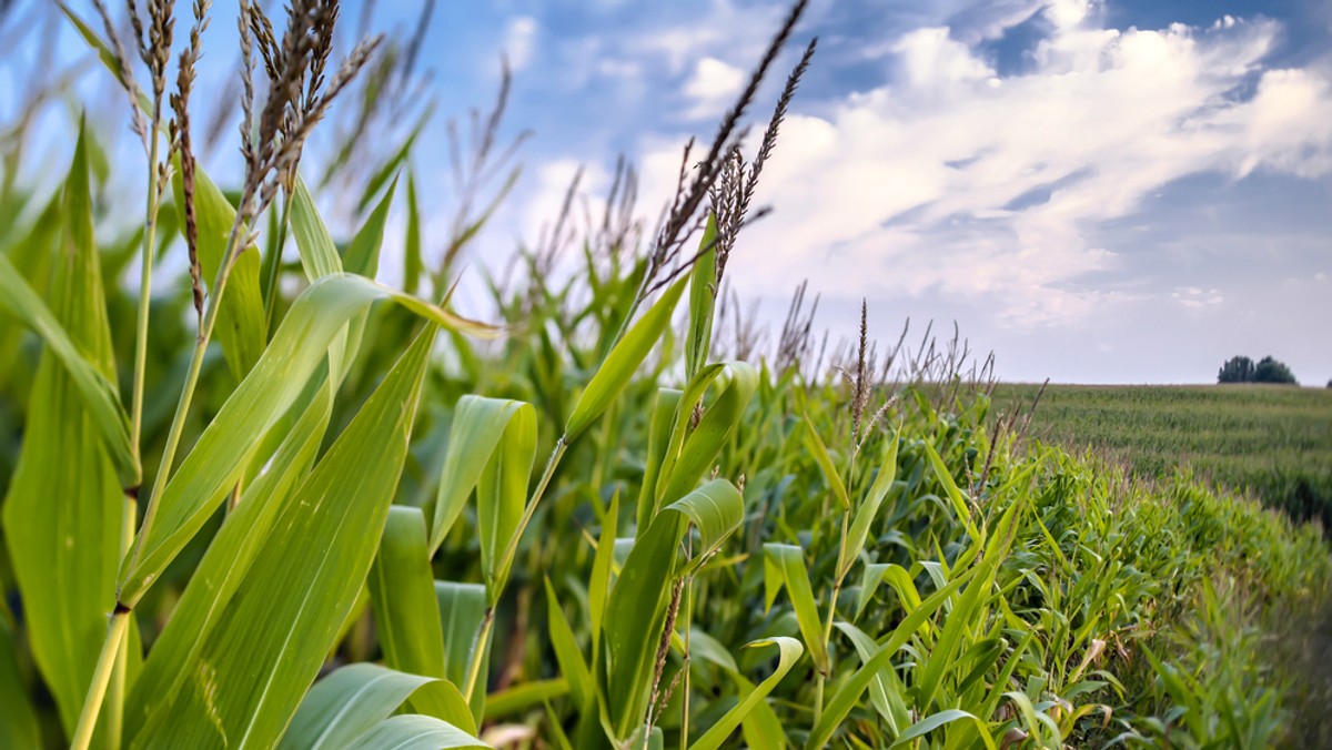 Koniec świata nie będzie spowodowany zderzeniem z asteroidą, ale świadomym działaniem człowieka – ostrzegają naukowcy w raporcie "Food System Shock". Według nich, katastrofa nastąpi za 30 lat – informuje serwis news.com.au.