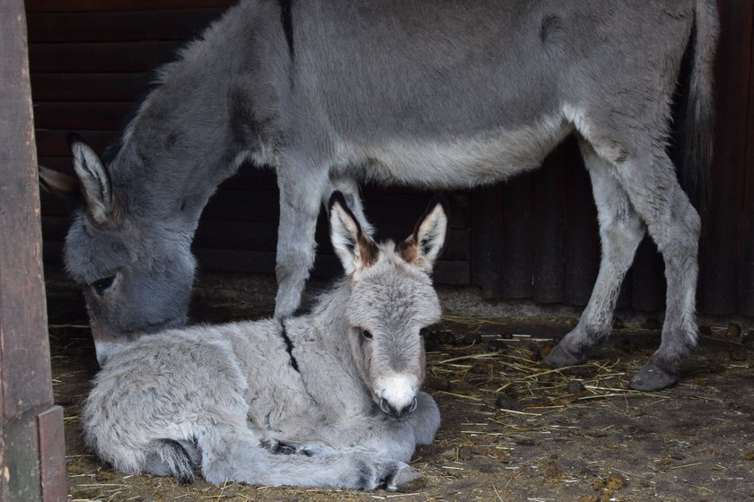 W Nowym Zoo urodził się osiołek Ringo