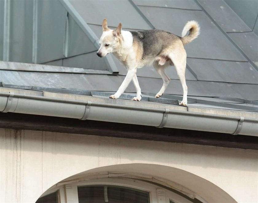 Pies alpinista. Zdobył dach trzypiętrowej kamienicy! FOTO