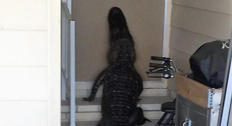 Deadly alligator found trying to enter front door of mobile home