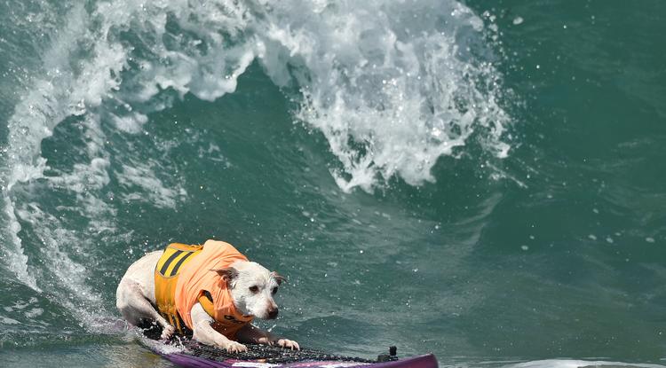 Ha a kutyád jól viselkedik, jövőre vidd el szörfölni