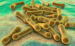 Uodporniona na leki BŁONICA może znów stać się globalnym zagrożeniem