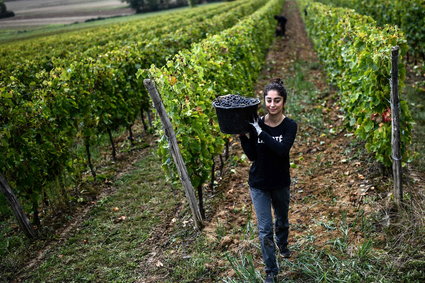 Dramat właścicieli francuskich winnic. Wykarczują hektary upraw