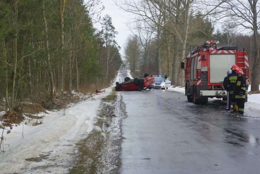 Dachował, bo omijał łosia!