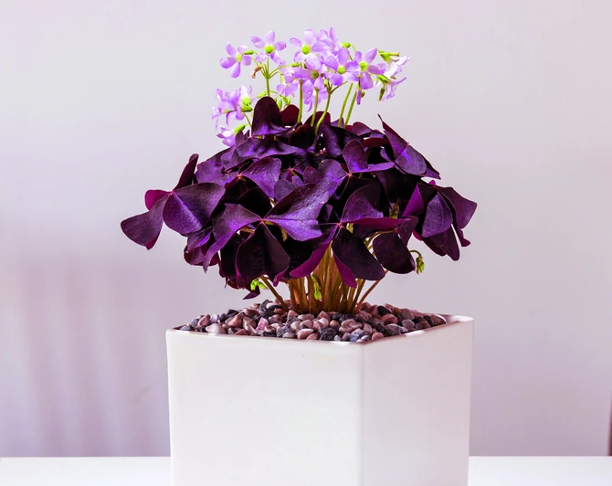 Ljubičasta detelina uživa u hladovini i nagrađuje sitnim cvetovima i prelepim listovima