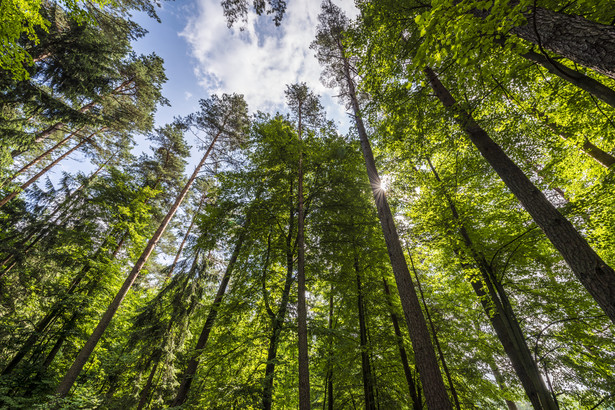 Uderzył pięścią w twarz pracownika Lasów Państwowych. Zarzuty dla działacza Fundacji Las Naturalny