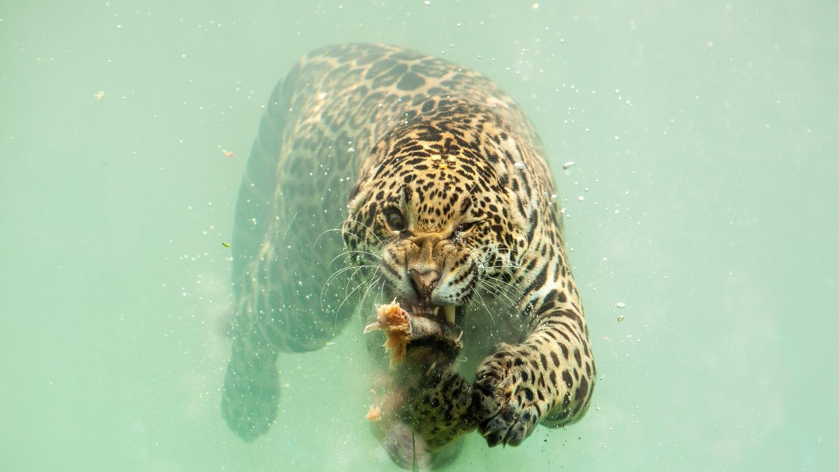 JAGUAR DIVE / JAGUAR DIVE /1565184