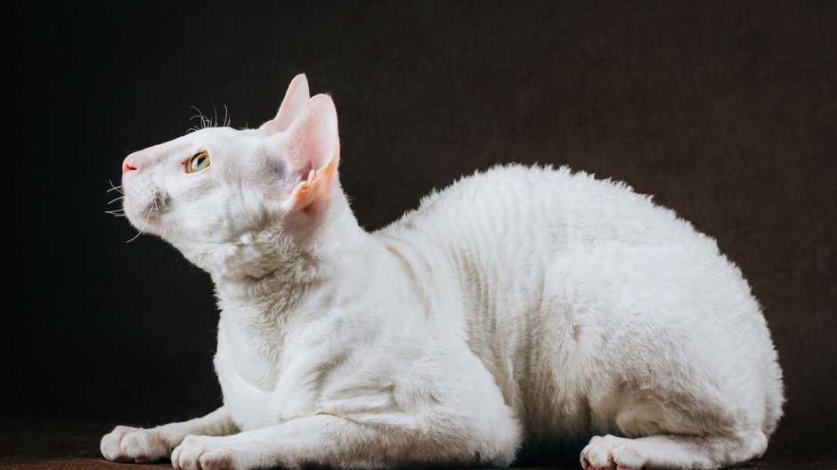 Kot rasy cornish rex