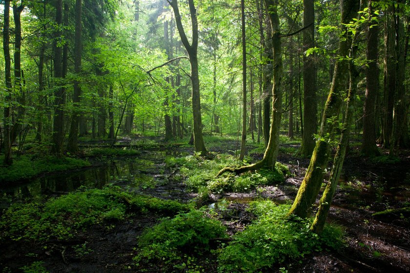 Puszcza Białowieska