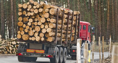 Wycinka lasów nadal trwa, chociaż rząd deklarował co innego