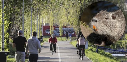 Chwile grozy na bulwarach w Rybniku. Rozwścieczona nutria zaatakowała pięciolatka