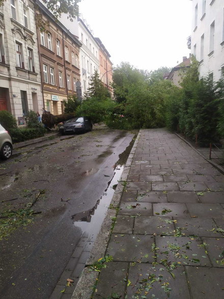 Upadające drzewa zniszczyły samochody w Krakowie