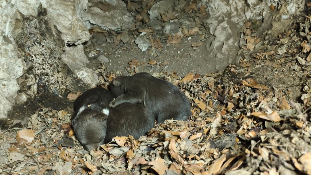 V blízkosti miesta udalosti našli brloh s tromi mláďatami. 