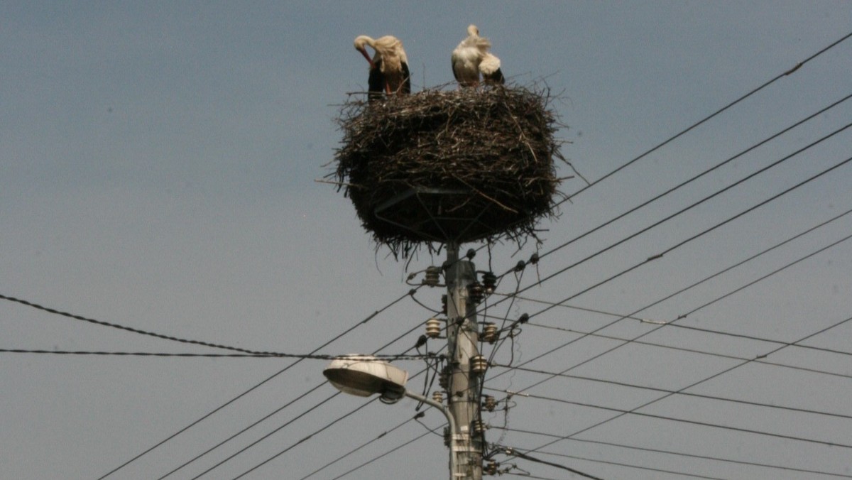 Siedem bocianów w ostatnich dniach zginęło rażone prądem w Suwalskim Parku Krajobrazowym (SPK). Zarząd parku chce, by zakład energetyczny zamontował tzw. odstraszacze dla ptaków. PGE Dystrybucja zapewnia, że przystąpi do ich instalacji.