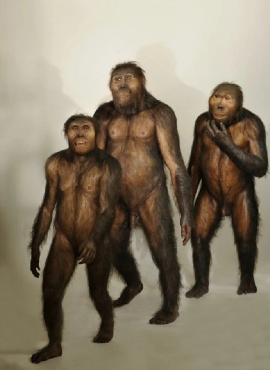 Rekonstruisani modeli Paranthropus boiseija, našeg pretka koji je živeo pre dva i po miliona godina