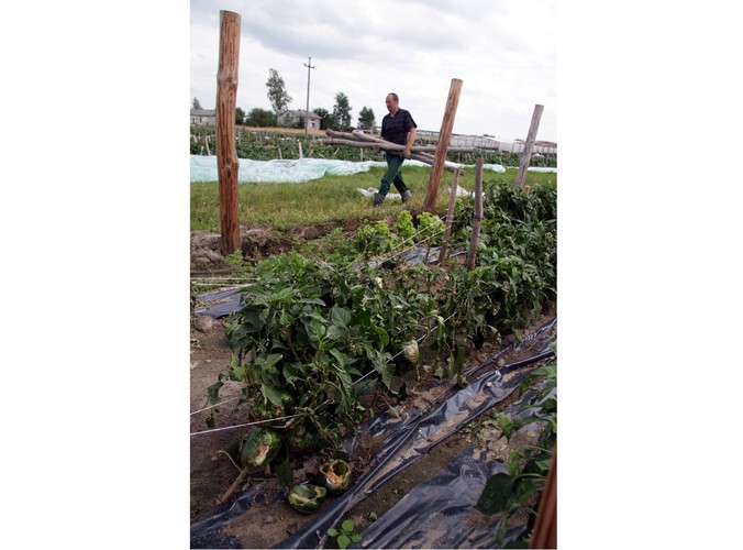 Naprawa tuneli foliowych w Bąkowie